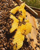 Solid Beeswax Cologne - Ozark Scent