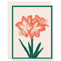 Amaryllis Christmas Card Boxed Set