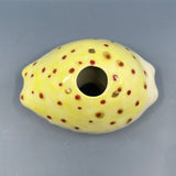 Extra Small Cowrie Shell Viewfinder