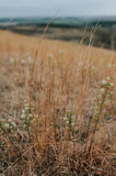 Bluestem Earrings