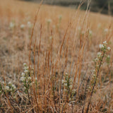 Bluestem Earrings