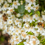 Solid Beeswax Perfume - Jasmine Nectar Scent