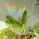 Rainbow Maker Sticker